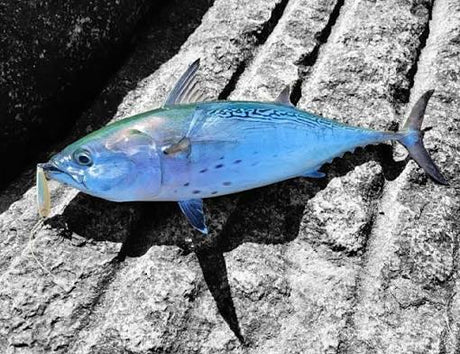 Small Bait, Big Fish: Choosing the Right Lures for Late-Summer Stripers, Albies and Bonito