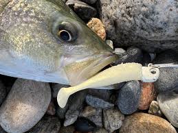 BEST EARLY SEASON LURES FOR STRIPERS