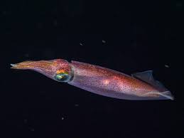 Spring Squid Fishing on Cape Cod: A Seasonal Tradition Worth Trying