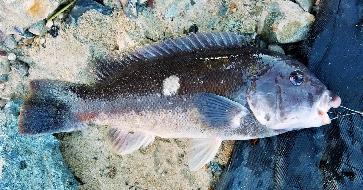 Spring Tautog Fishing on Cape Cod: The Season of the “TOG” Begins