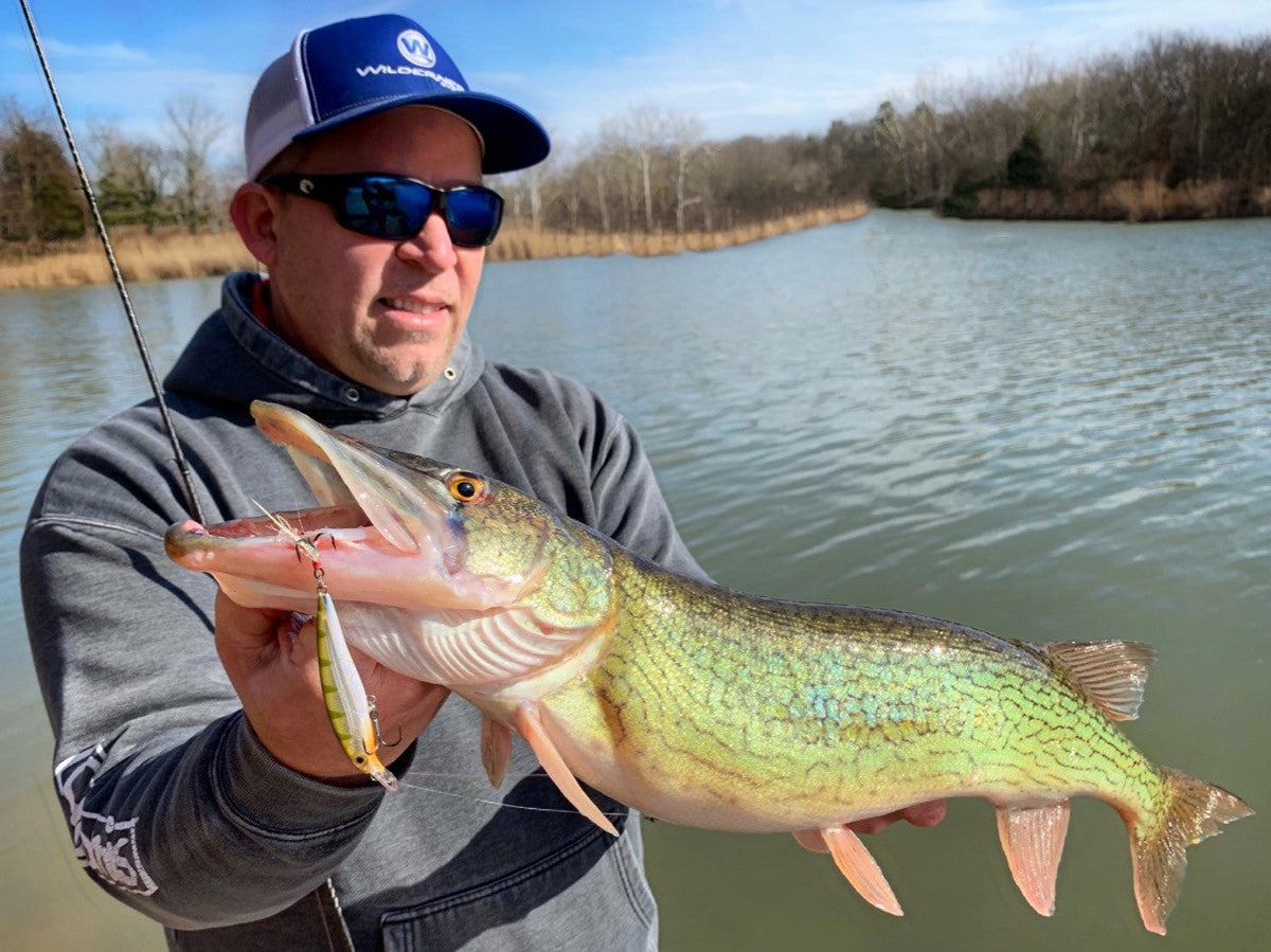 The Most Underrated Game Fish- Chain Pickerel – The Mighty Fish
