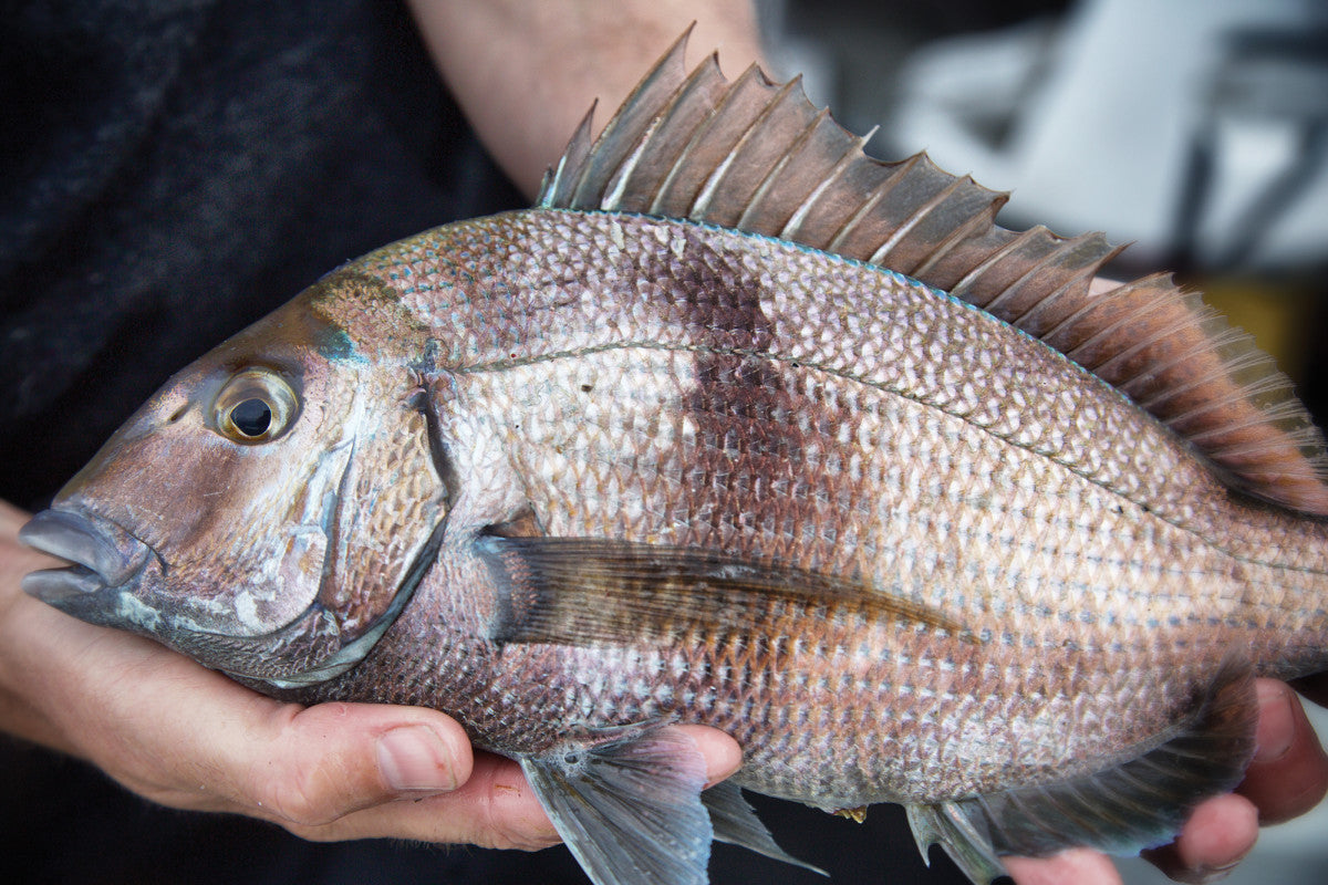 The Mighty Scup – The Mighty Fish