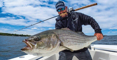 Soft Plastics for Stripers