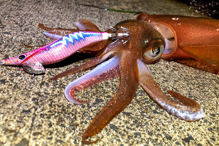 When Can I Start Fishing For Squid on Cape Cod?