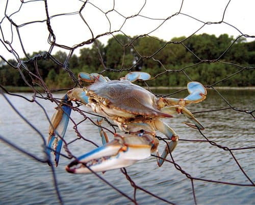 Early September on Cape Cod: The Blue Crab Bonanza Is Here