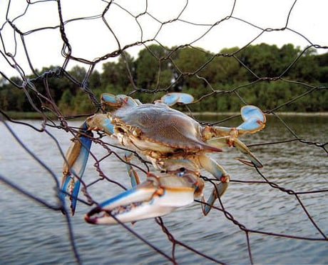 Early September on Cape Cod: The Blue Crab Bonanza Is Here