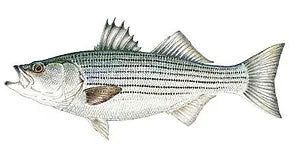 What to Fish For on Cape Cod