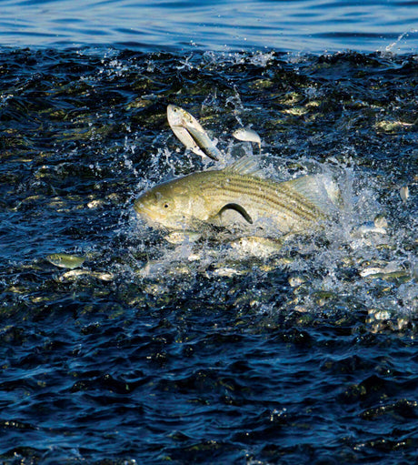 When the Water Cools, the Fishing Heats Up: Understanding Cape Cod’s September Transition