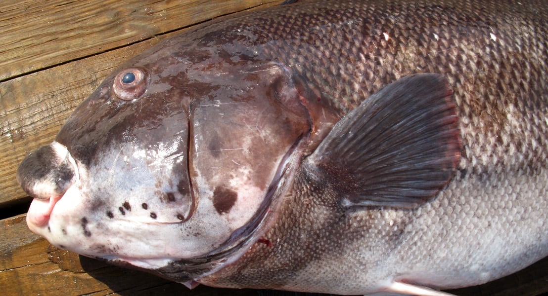 Tautog Fishing on Cape Cod