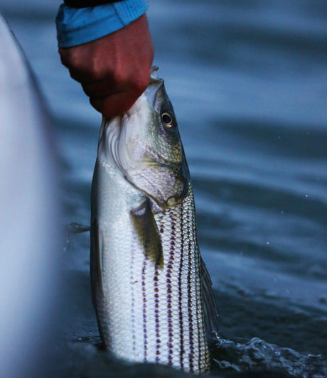Schoolie Lures