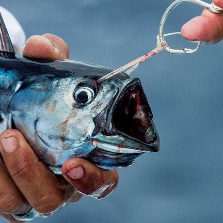 Live Bait