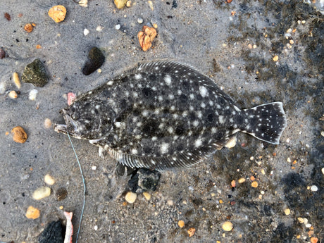 Flounder Fishing