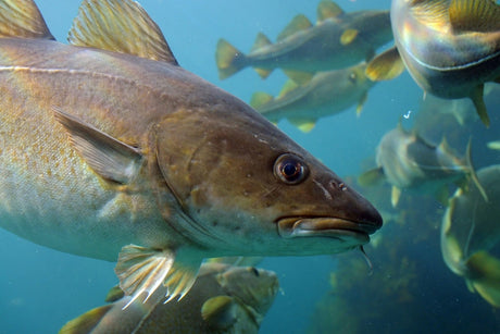 Cod/Pollock/Haddock Fishing