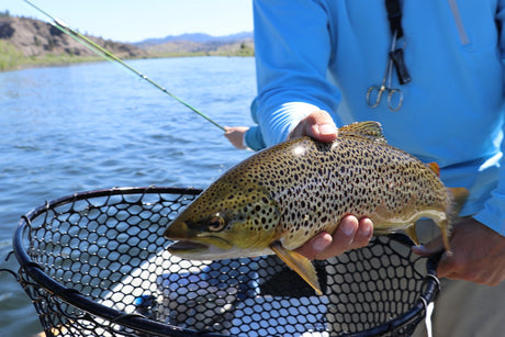 Trout fishing - FLASH SALE