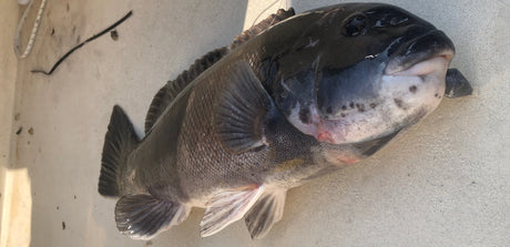 Bottom Fishing