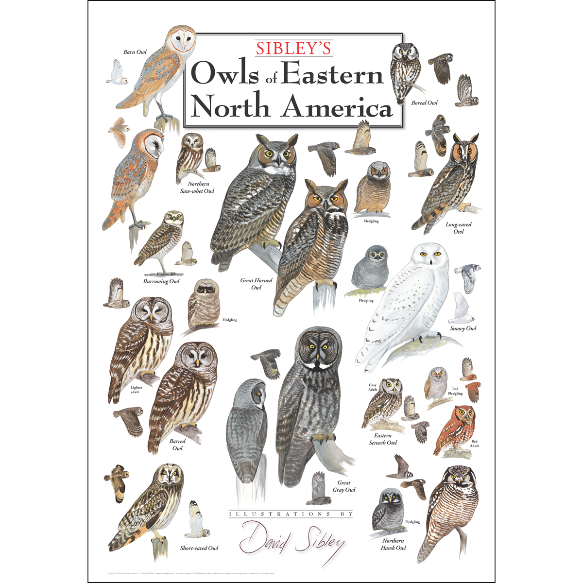 OWLS OF EASTERN NORTH AMERICA POSTER