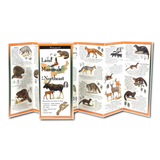 LAND MAMMALS OF THE NORTHEAST FOLDING GUIDE