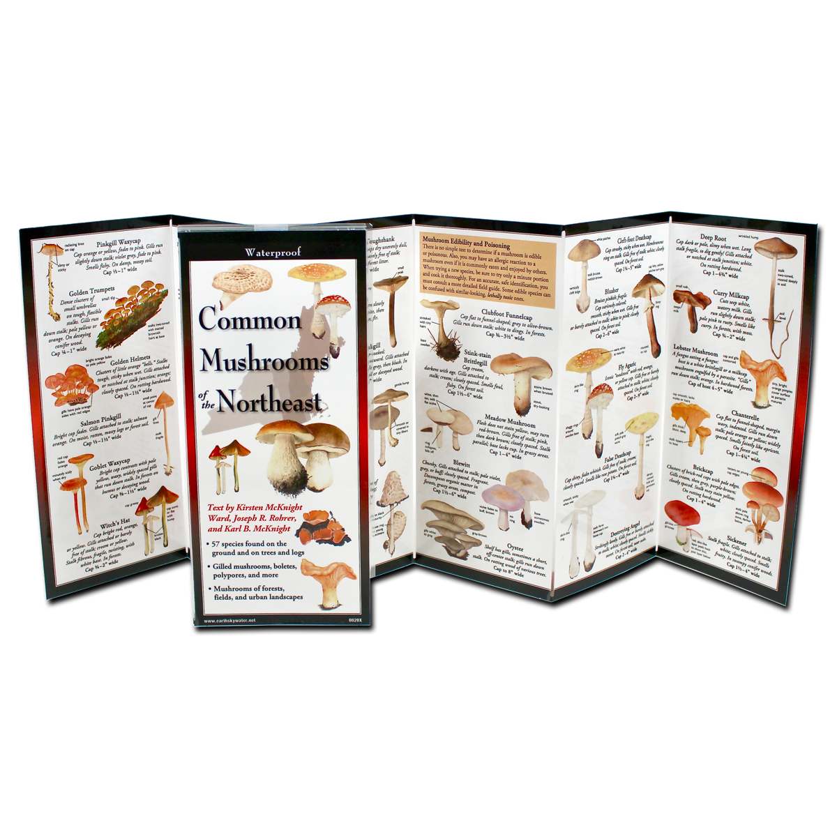 COMMON MUSHROOMS OF THE NORTHEAST FOLDING GUIDE