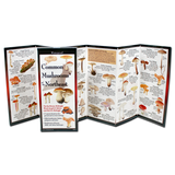 COMMON MUSHROOMS OF THE NORTHEAST FOLDING GUIDE