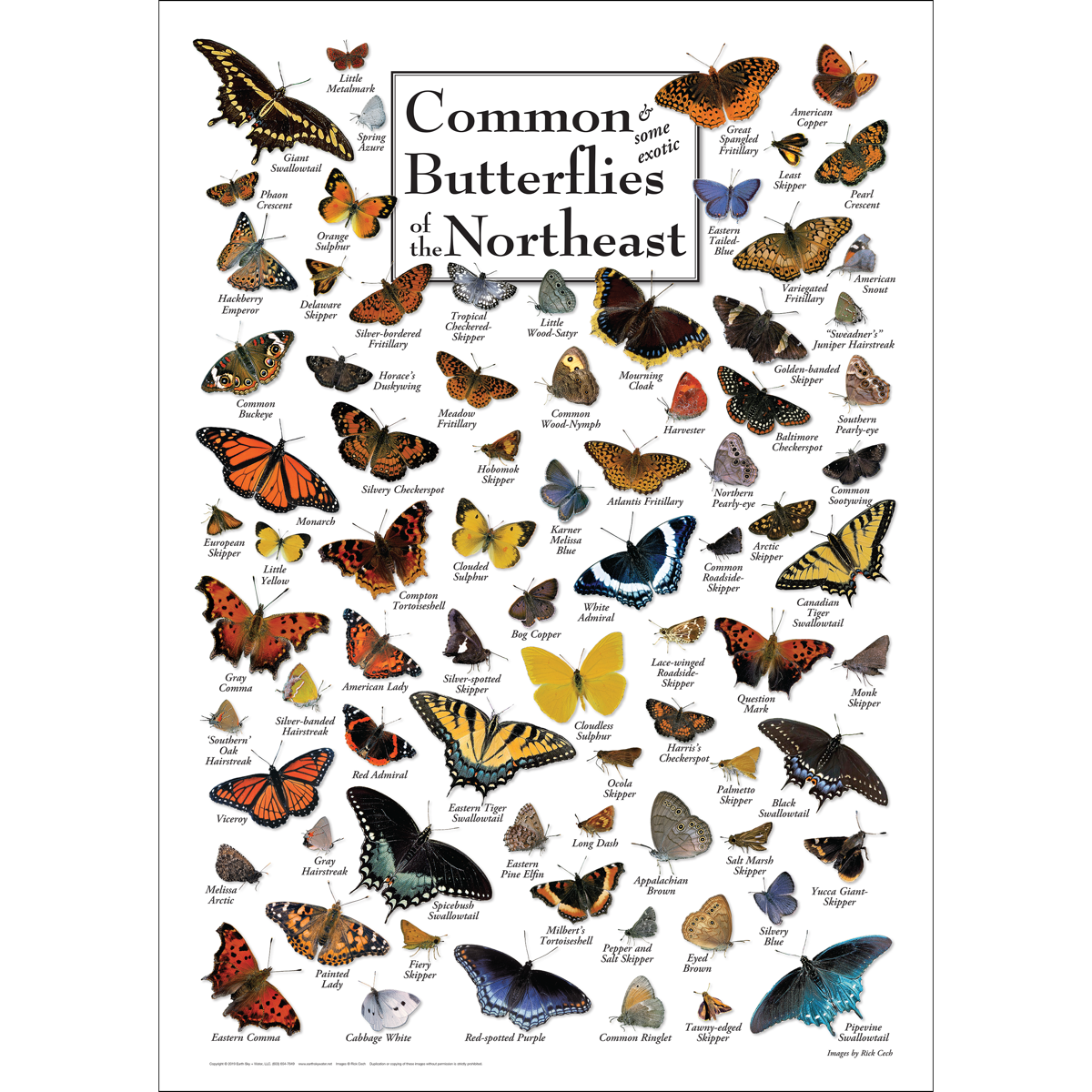Common Butterflies of the New England Poster