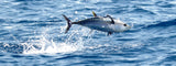 Bite Club Tuna Tourney Extra Meal