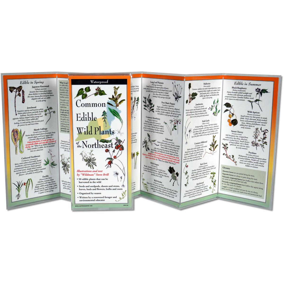COMMON EDIBLE WILD PLANTS OF THE NORTHEAST FOLDING GUIDE