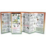 COMMON EDIBLE WILD PLANTS OF THE NORTHEAST FOLDING GUIDE