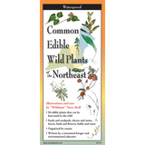 COMMON EDIBLE WILD PLANTS OF THE NORTHEAST FOLDING GUIDE