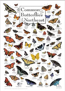 COMMON BUTTERFLIES OF THE NEW ENGLAND COAST POSTER