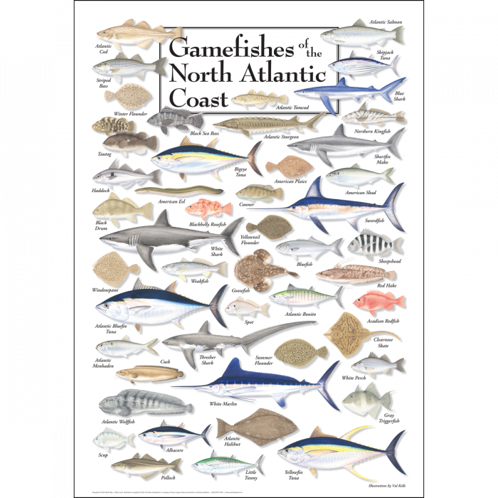 GAMEFISHES OF THE NORTH ATLANTIC COAST POSTER