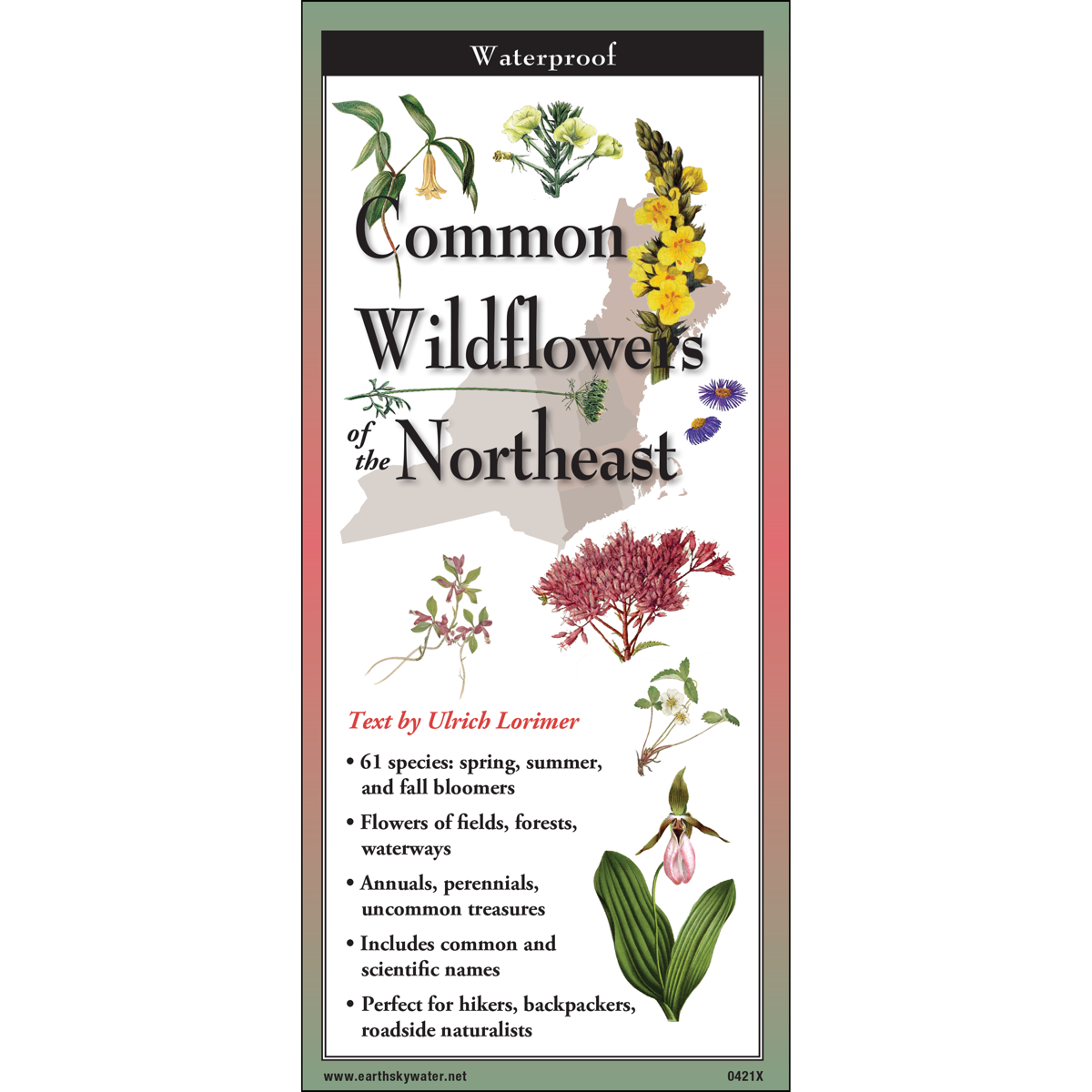 COMMON WILDFLOWERS OF THE NORTHEAST FOLDING GUIDE