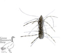 Z-MAN FUZZY BUGZ 1.75"