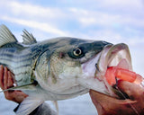FISH SNAX 7 1/2" THE DA'SQUID QTY 3