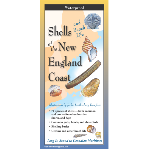 SHELLS OF NEW ENGLAND COAST FOLDING GUIDE