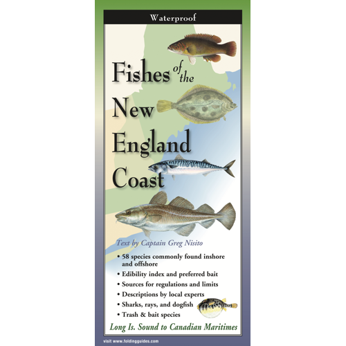 FISHES OF NEW ENGLAND COAST FOLDING GUIDE