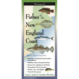 FISHES OF NEW ENGLAND COAST FOLDING GUIDE