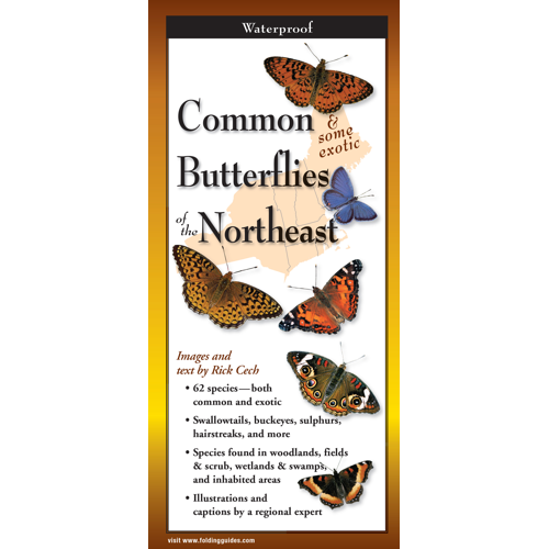 COMMON BUTTERFLIES OF NORTH EAST FOLDING GUIDE
