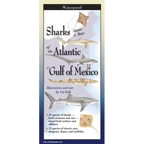 SHARKS/SKATES/RAYS OF THE ATLANTIC & GULF OF MEXICO FOLDING GUIDE