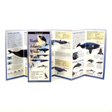 NORTH ATLANTIC WHALE WATCH FOLDING GUIDE