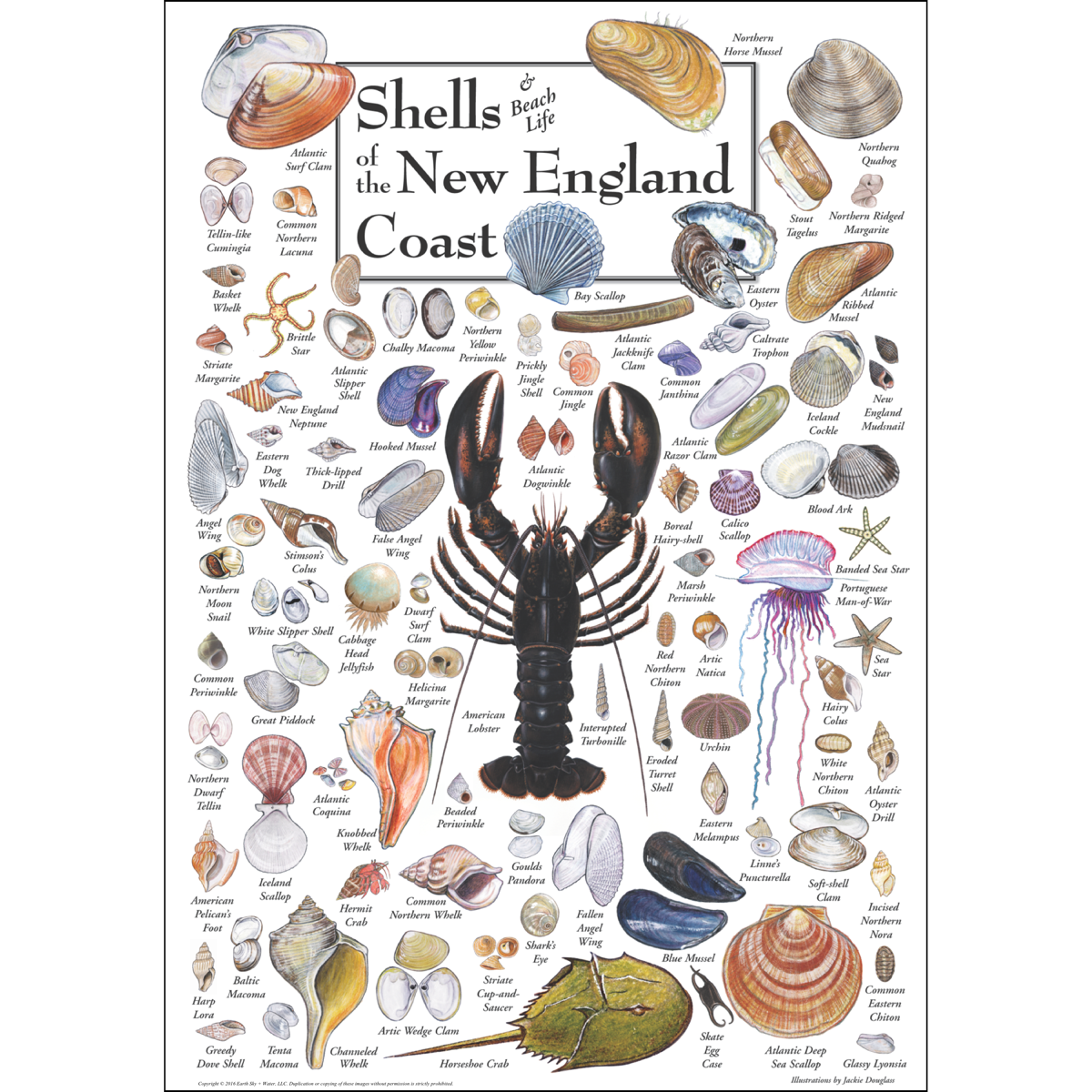 SHELLS OF THE NEW ENGLAND COAST POSTER