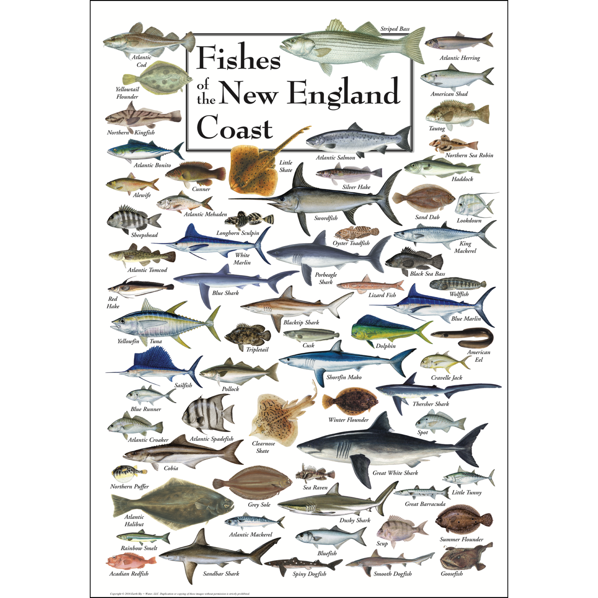 FISHES OF THE NEW ENGLAND COAST POSTER