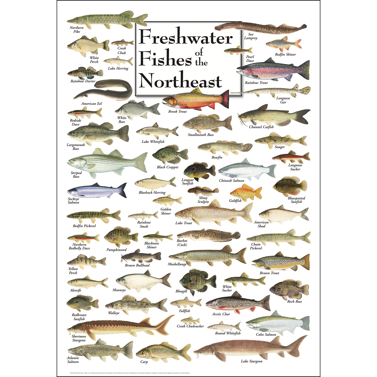 FRESHWATER FISHES OF THE NORTHEAST POSTER