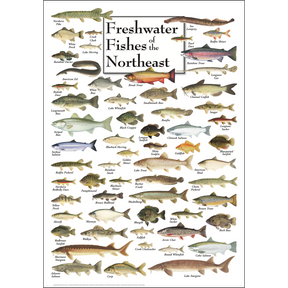 FRESHWATER FISHES OF THE NORTHEAST POSTER