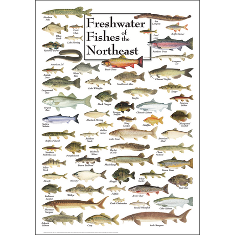 FRESHWATER FISHES OF THE NORTHEAST POSTER