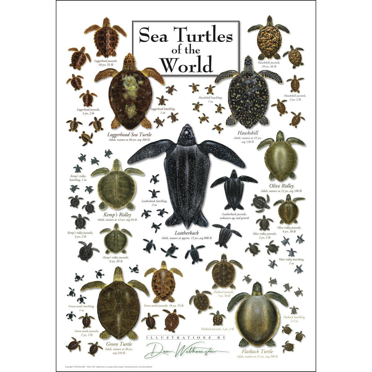 SEA TURTLES OF THE WORLD POSTER
