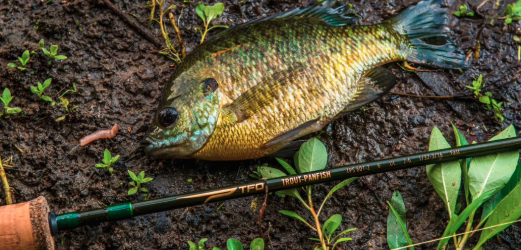TEMPLE FORK TROUT-PANFISH SPINNING ROD
