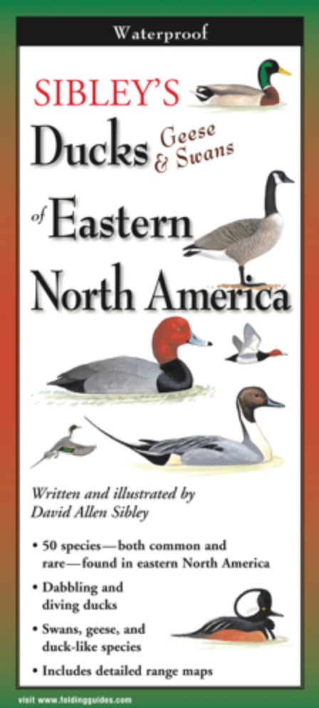 DUCKS OF EASTERN N. AMERICA FOLDING GUIDE